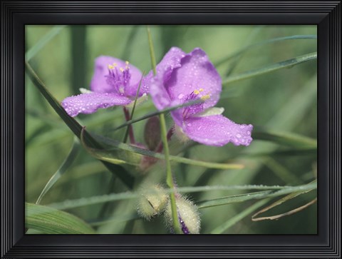 Framed Wild Purple Flowers In Grass Blades Print