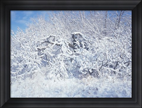 Framed Snow Terrain Tree I Print