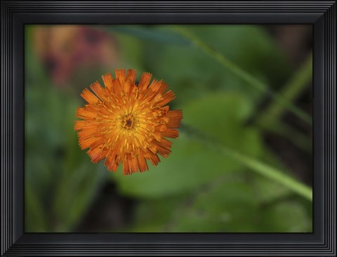 Framed North Shore Orange Flower Print