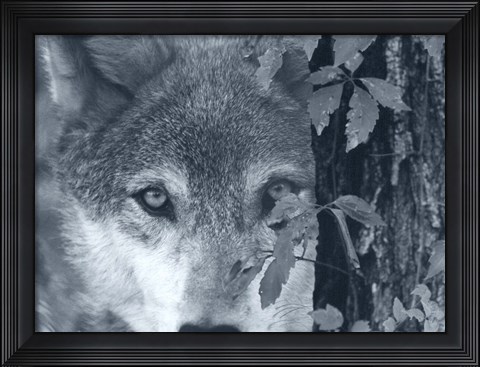 Framed At First Sight Print