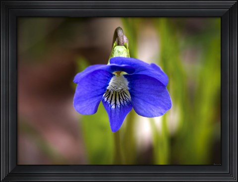 Framed Blue Hanging Flower And Petals Print