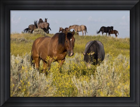 Framed Horses Grazing In Yellow Field II Print