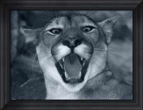 Framed Cougar Print
