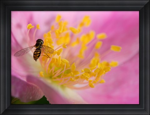 Framed Bee On Pink And Yellow Flower Print