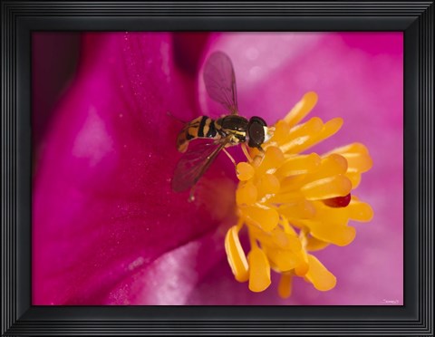 Framed Bee On Pink And Yellow Flower Closeup Print