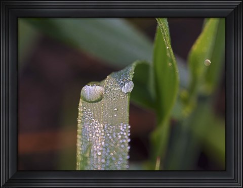 Framed Raindrops On Leaf Blade Closeup Print