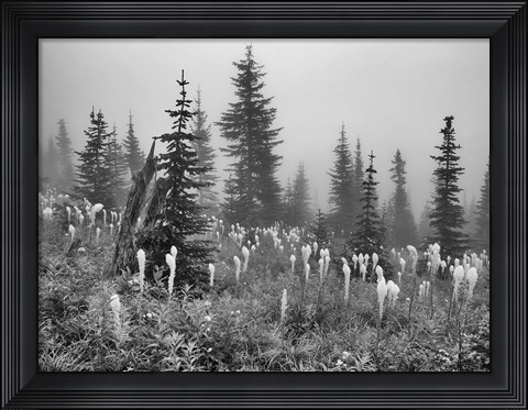 Framed Field With Trees And Greenery Print