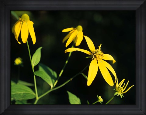 Framed Yellow Blooming Flowers And Stem Print