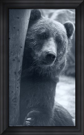 Framed Grizzly Print