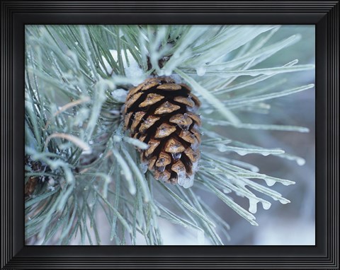 Framed Frosted Pine Cone And Pine Needles I Print