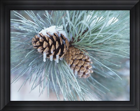 Framed Frosted Pine Cone And Pine Needles II Print