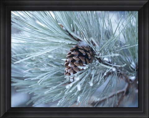 Framed Frosted Pine Cone And Pine Needles III Print
