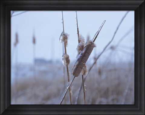 Framed Frosted Cattails I Print