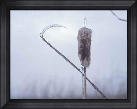 Framed Frosted Cattails II Print