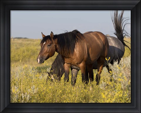 Framed Horses Grazing In Yellow And White Field I Print