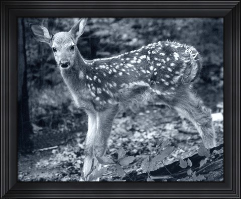 Framed Fawn 2 Print