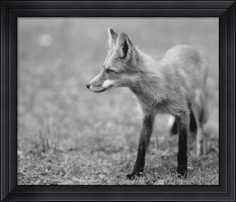 Framed Fox In Field Black And White II Print