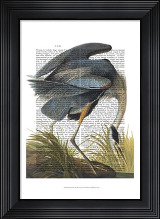 Framed Blue Heron 1 Print