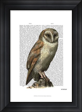 Framed Barn Owl Print