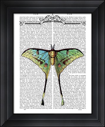 Framed Butterfly 1 Print