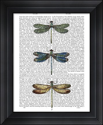 Framed Dragonflies Print 1 Print