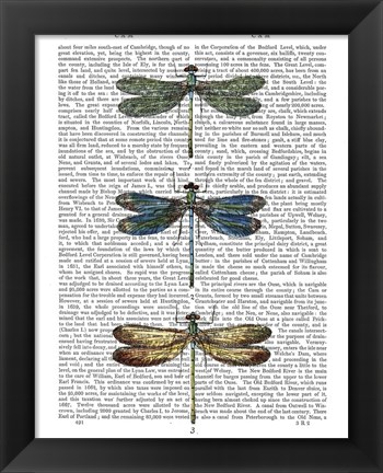 Framed Dragonflies Print 1 Print