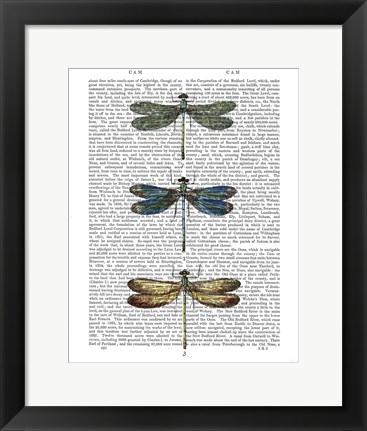 Framed Dragonflies Print 1 Print