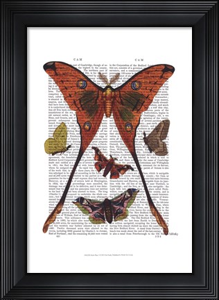 Framed Moth Plate 1 Print