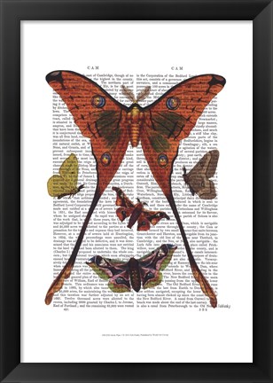 Framed Moth Plate 1 Print