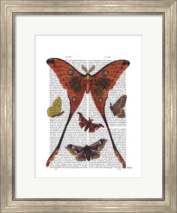 Framed Moth Plate 1 Print
