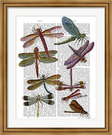 Framed Dragonfly Print 3 Print