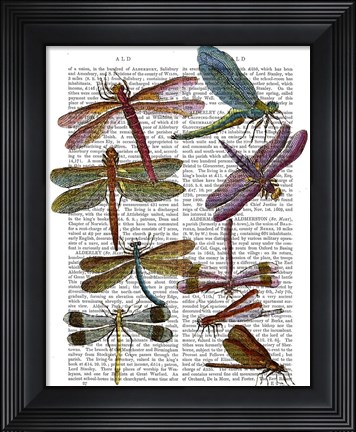 Framed Dragonfly Print 3 Print
