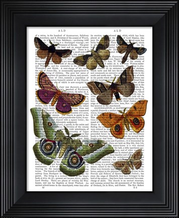 Framed Moth Plate 2 Print