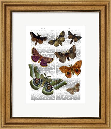 Framed Moth Plate 2 Print