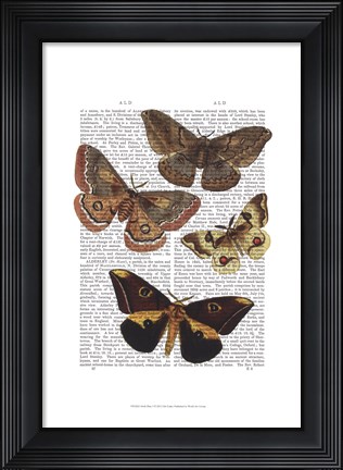 Framed Moth Plate 3 Print