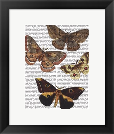 Framed Moth Plate 3 Print