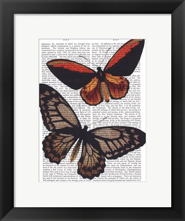 Framed Butterflies 2 Print