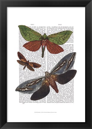 Framed Butterflies 3 Print