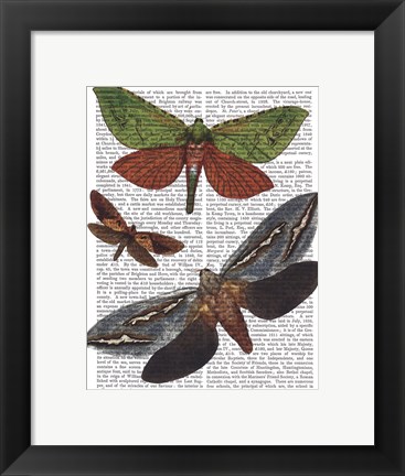 Framed Butterflies 3 Print