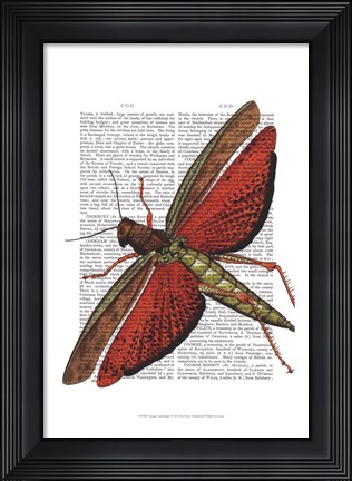 Framed Vintage Grasshopper Print
