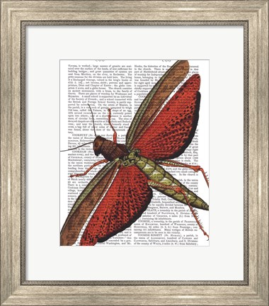 Framed Vintage Grasshopper Print