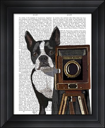 Framed Boston Terrier Photographer Print
