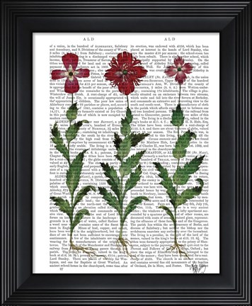 Framed Italian Carnation 1 Print