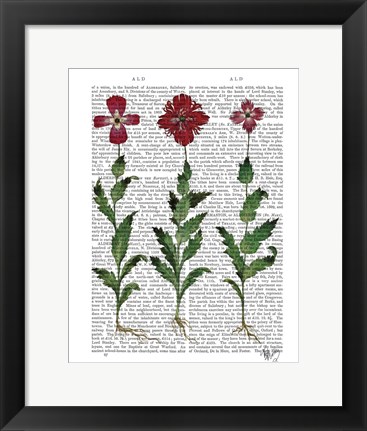 Framed Italian Carnation 1 Print