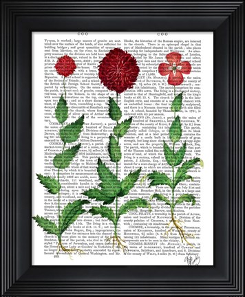 Framed Italian Carnation 2 Print