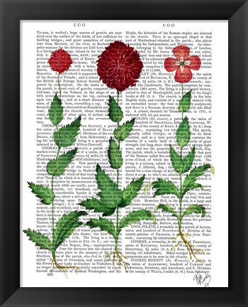 Framed Italian Carnation 2 Print