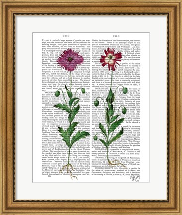 Framed Italian Carnation 3 Print