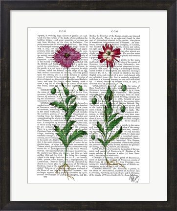 Framed Italian Carnation 3 Print