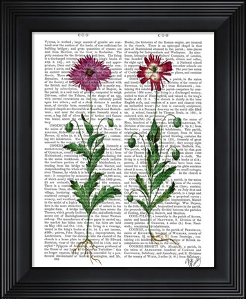 Framed Italian Carnation 3 Print