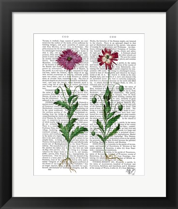 Framed Italian Carnation 3 Print